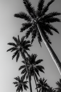 Black & White