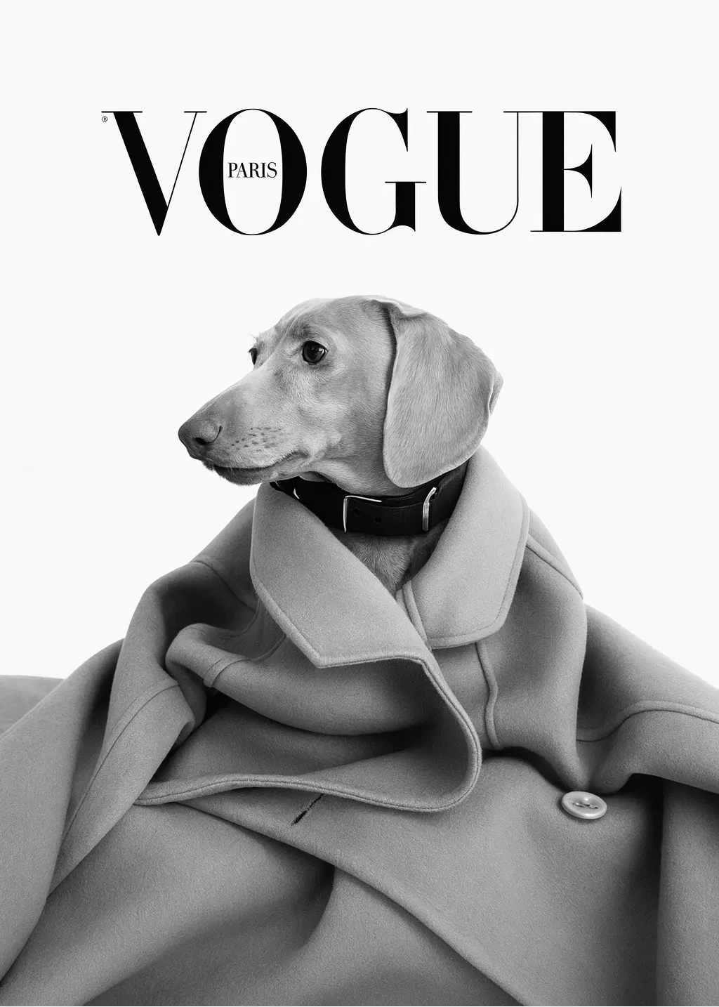 Chien de race Haute